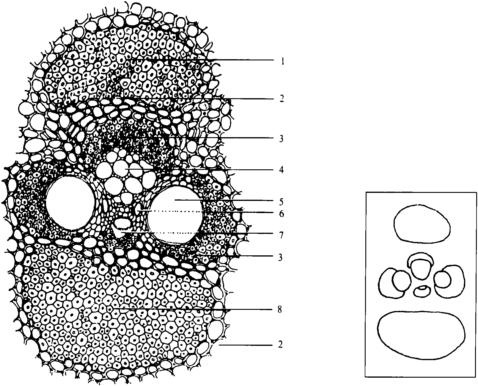 一、稈的解剖結(jié)構(gòu)